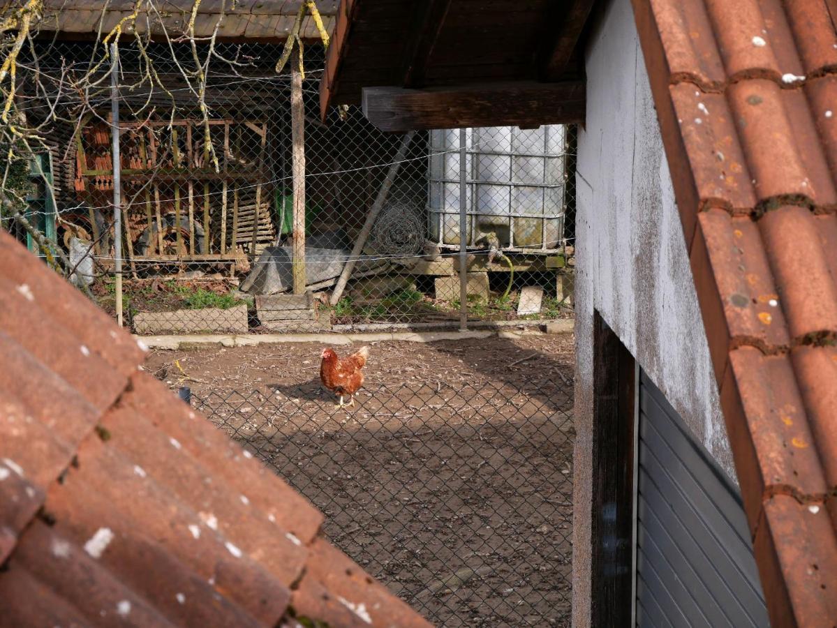 Ferienwohnung Obere Alm Oberkirch  Eksteriør bilde